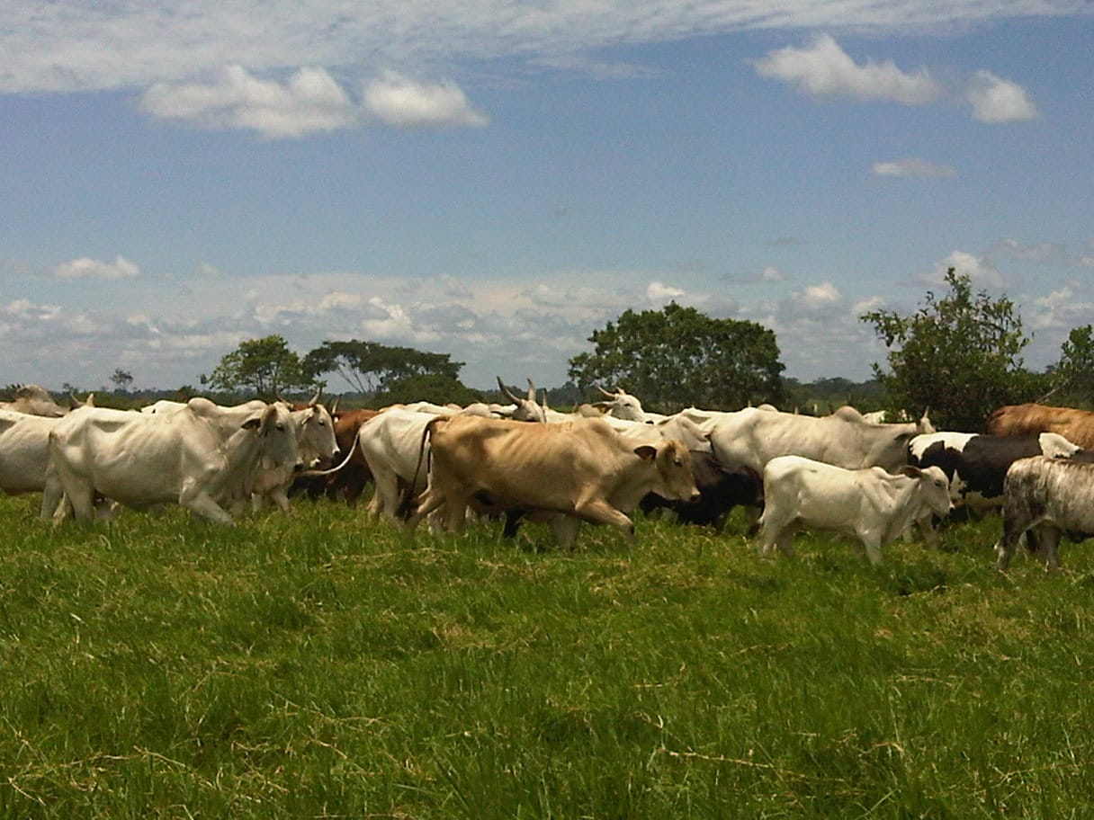 Cattle grazing in pasture — a livestock methane project setting